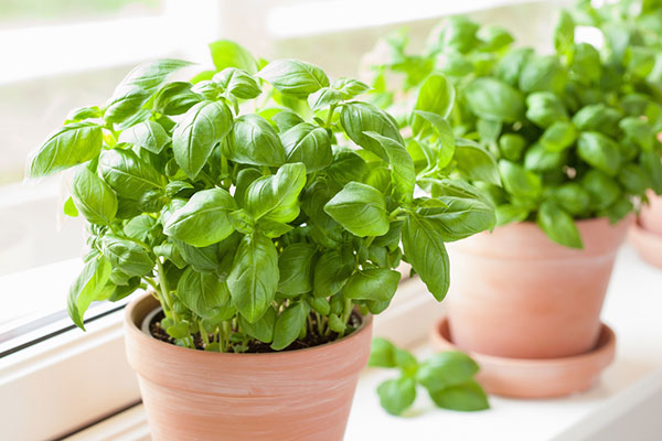 grow herbs indoors