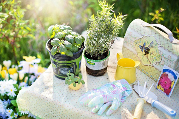 create a summer garden on a budget