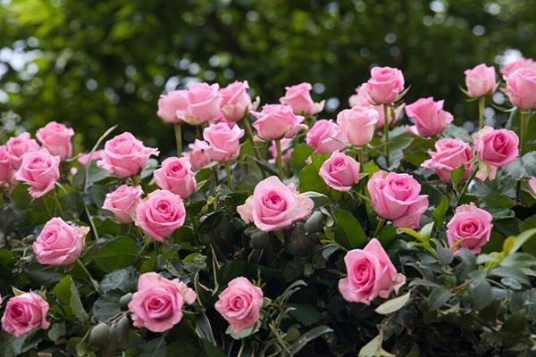 tips to help you plant roses