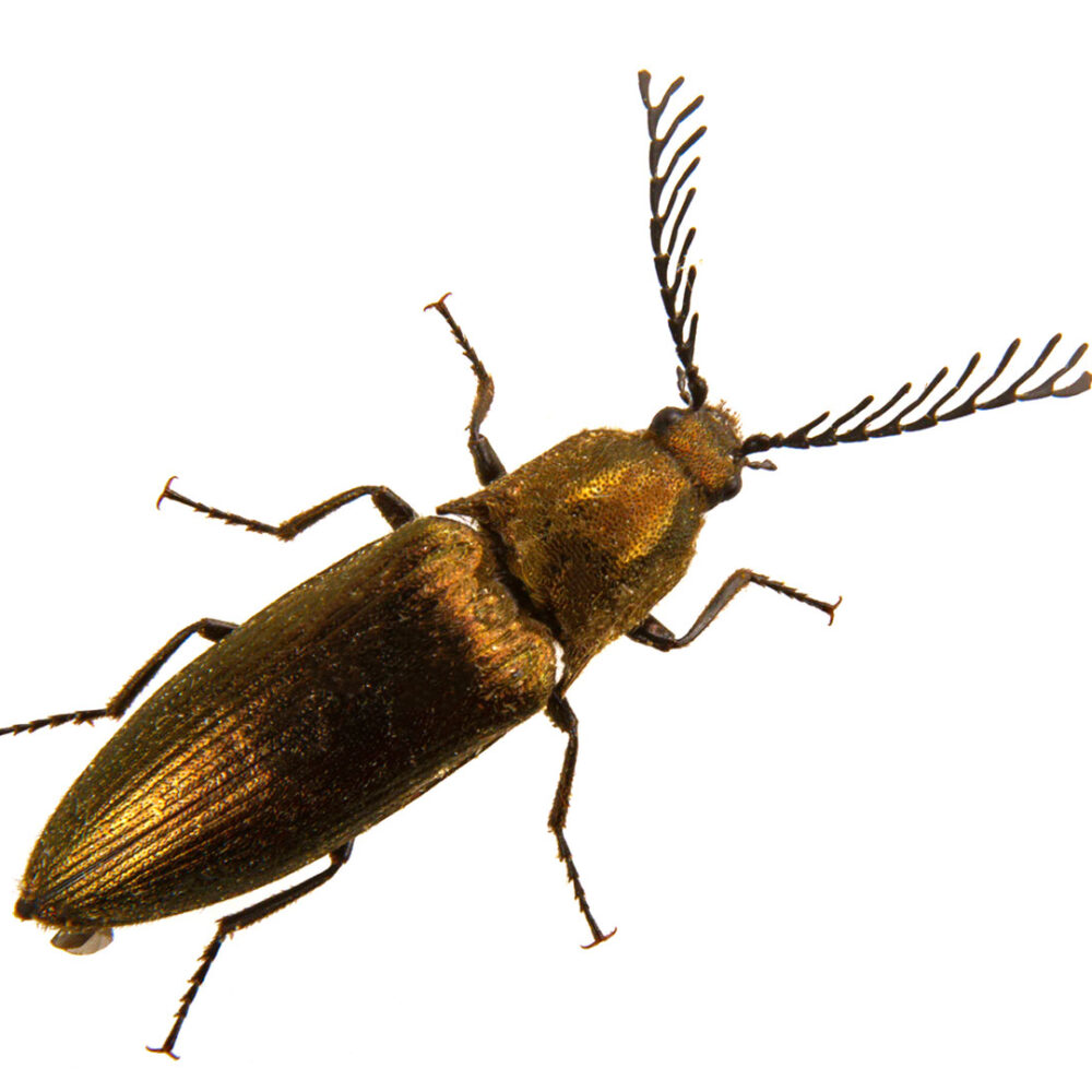 Click Beetles (Wireworms) Environmental Factor