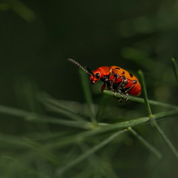 Asparagus Beetles Environmental Factor