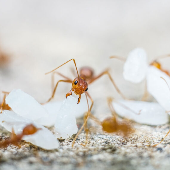 Fire Ant Environmental Factor