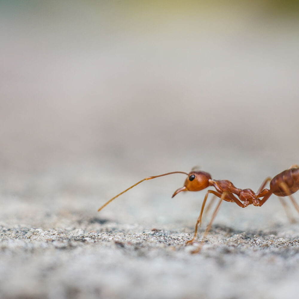 Fire Ant Environmental Factor