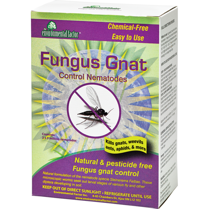Fungus Gnats Environmental Factor