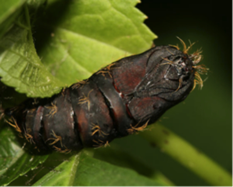 How To Check For Gypsy Moths