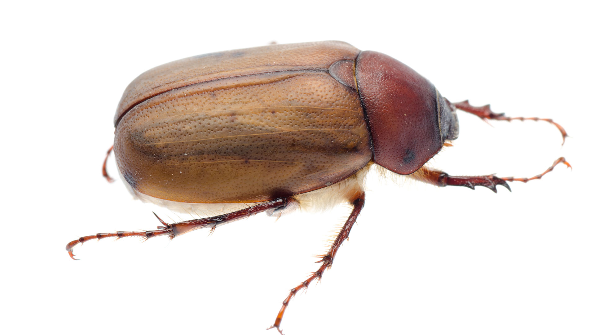 June Beetles/May Beetles/Chafer - Environmental Factor