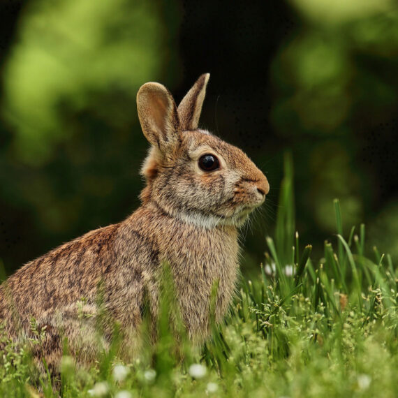 Rabbits Environmental Factor