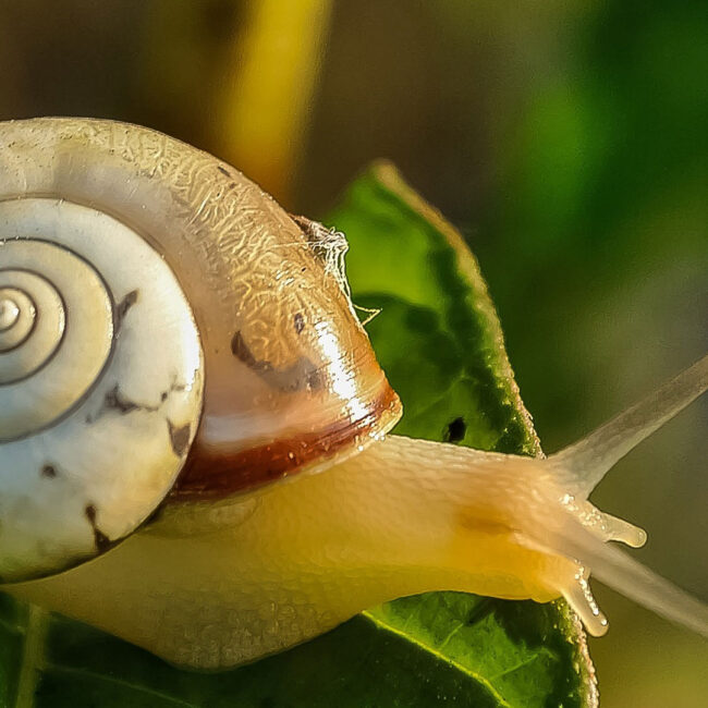 Snails Environmental Factor