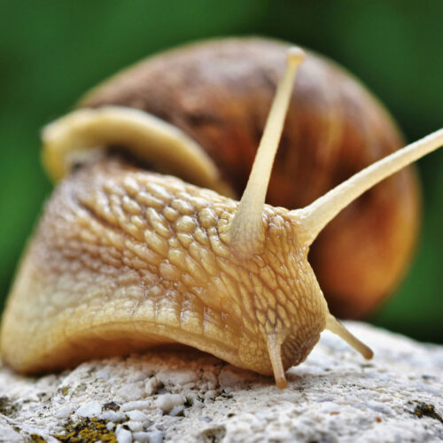 Snails Environmental Factor