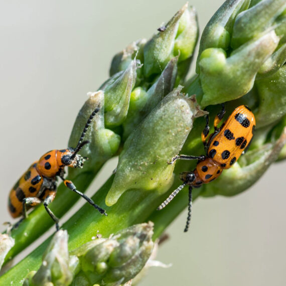 Asparagus Beetles Environmental Factor