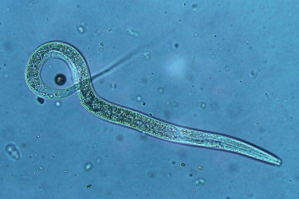 An overview of beneficial nematodes for lawn