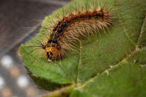 How to spot and minimize spongy moth infestations
