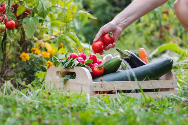 Nematodes and organic gardening