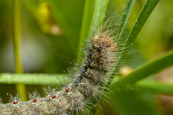 Conditions Spongy Moths thrive in