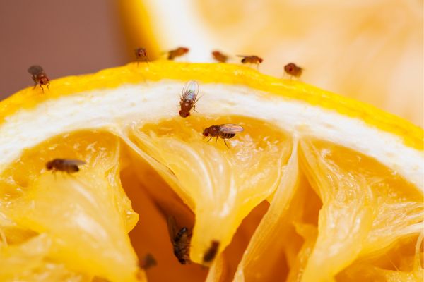 fruit flies vs fungus gnats
