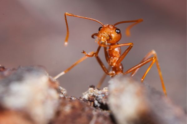 how to identify fire ants