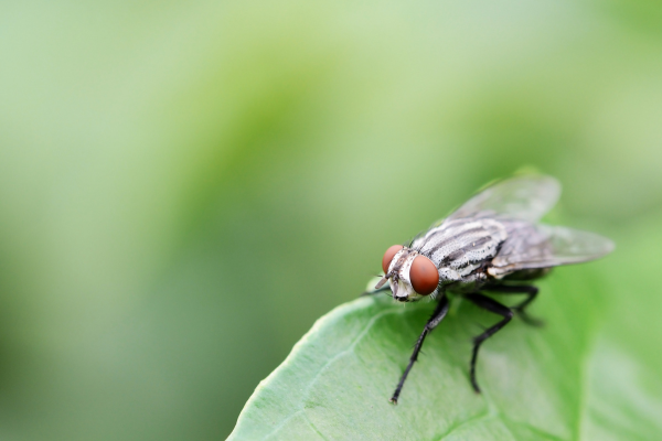 House Flies Myths and Misconceptions