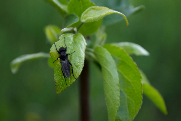 Natural and Non-Toxic Remedies for House Fly Control