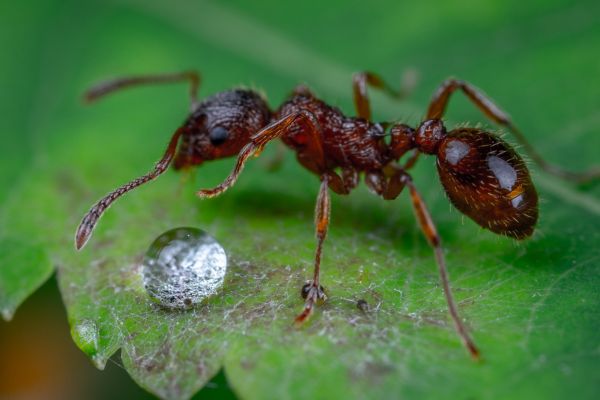 nematodes for ants