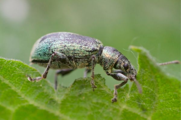 Control Weevils And Borers
